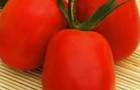 Сорт томата: Ирэн f1